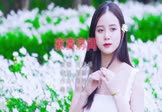 Avi-mp4-寂寞房间-郑晓填-DJ铁柱-车载美女写真视频