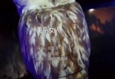 Avi-mp4-美丽女人-刘嘉亮-DJ小国-车载夜店DJ视频