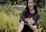 Avi-mp4-大花轿-火风-DJ东哥-车载美女热舞视频