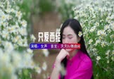 Avi-mp4-只爱西经-女声-DJHouse-车载美女写真视频